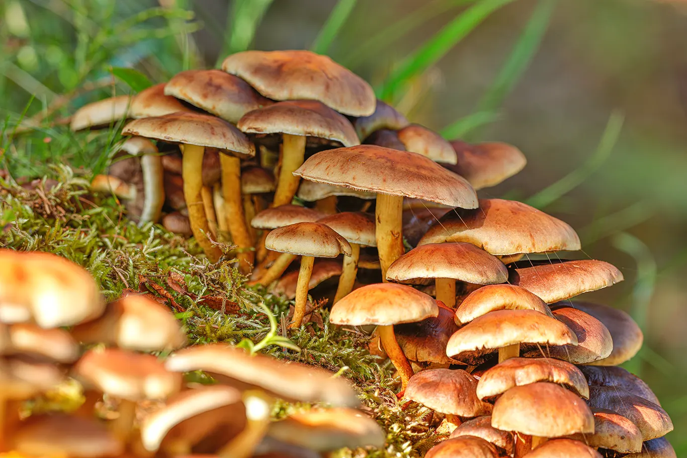 agaricus blazei in the wild