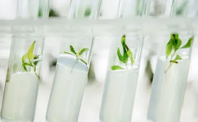 pure strains in test tube