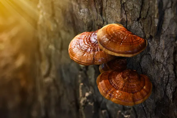 agaricus blazei in the wild