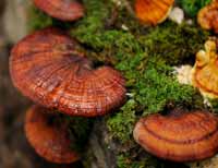 ganoderma-lucidum-raw-nature-supplement